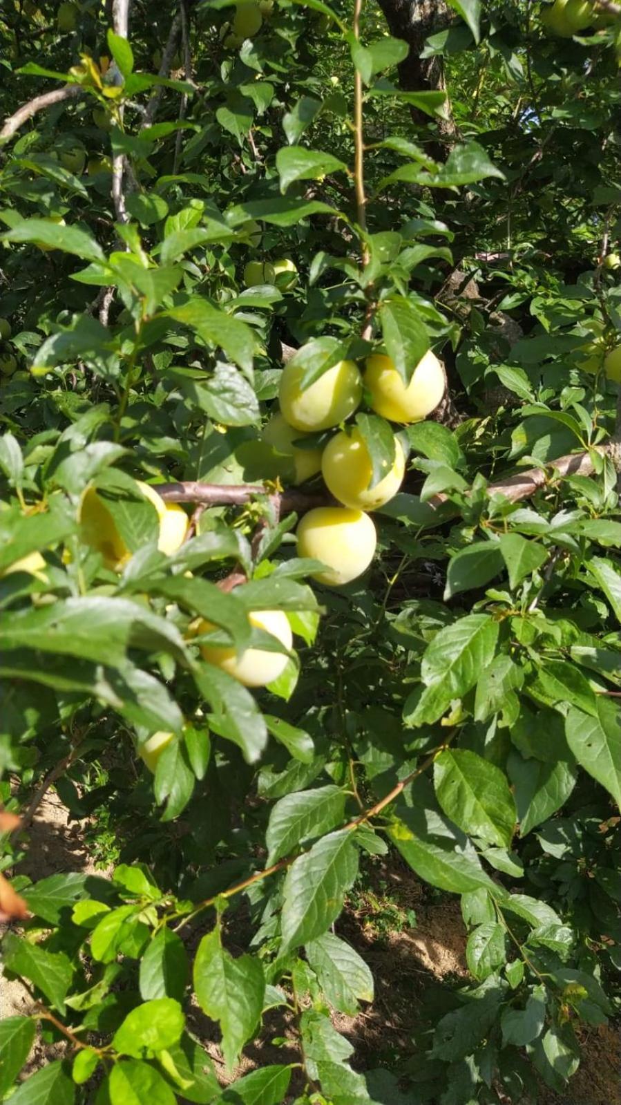 Azienda Agricola Biologica La Cardellina 托尔法 外观 照片
